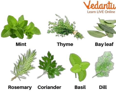 Herbal Varieties