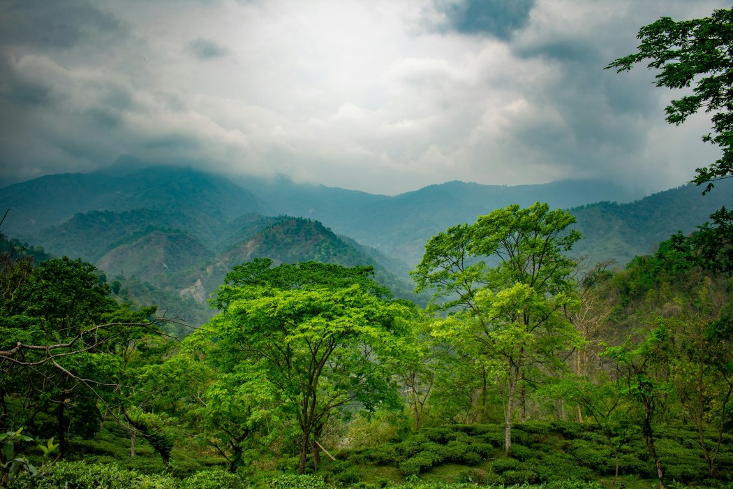 Tea Habits From The Himalayas