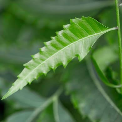 Neem