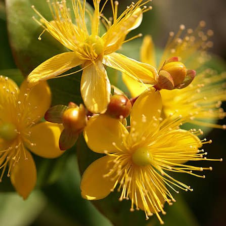 St. John Wort