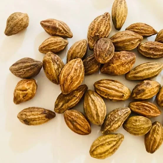 Terminalia Chebula